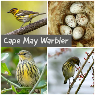 Cape May Warbler